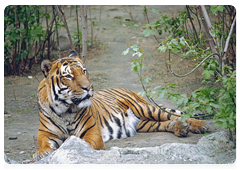 The Amur tiger is the largest member of a subspecies of tigers. It can be as long as two metres. The adult tiger usually weighs up to 300 kilogrammes