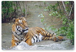 Tigress Roskosh transferred to Yudin Zoological Centre in Primorye