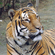 Амурский тигр – самый крупный из подвидов тигров. Длина его тела может достигать 2 м, а вес взрослого животного - 300 кг