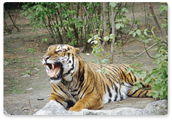 Учёные проведут полное обследование тигра, охотившегося в окрестностях сёл в Хабаровском крае