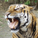 Шкура тигра имеет красивый окрас: по рыжему фону на спине и боках идут поперечные темные полосы. Считается, что рисунок полос уникален для каждого тигра
