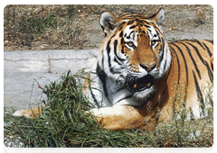 The tiger is a top carnivore in the food chain living in a unique ecosystem, the Ussuri taiga. The condition of tiger populations is an indicator of the state of the environment in the entire Far East