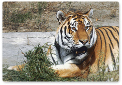 Plastic surgery op for Siberian tiger