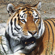 Тигр находится на вершине пищевой пирамиды уникальной экологической системы Уссурийской тайги. Состояние тигриной популяции – это индикатор состояния всей дальневосточной природы