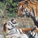 При встрече тигры приветствуют друг друга особыми звуками, которые образуются при энергичном выдыхании воздуха через нос и пасть