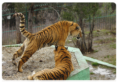 Friendly behavior for the tigers may also be marked by the animals touching their heads or faces or rubbing their sides