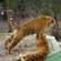 Тигры также могут выражать дружелюбное отношение друг к другу с помощью прикосновений головами, мордами и трением боками