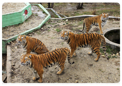 Tigers are polygamous: one male tiger can have one to three females living with it on its territory. The appearance of a rival on its territory may end in fighting