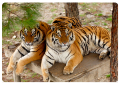 The tiger is a solitary territorial predator, which is typical for the majority of big cats. The adult tiger usually stays within a particular range of land which it guards from intruders