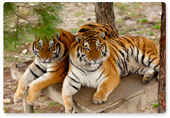 Из жизни выпущенных на волю тигрят