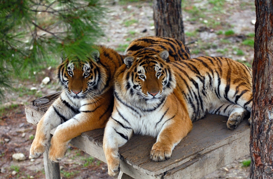 Image result for tigers
