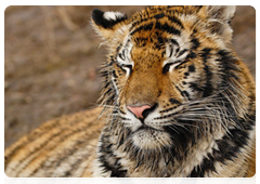 The Amur tiger is a predator who feeds exclusively on animals, primarily larger prey