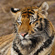 Амурский тигр – хищник, питающийся исключительно животной пищей - в основном крупной добычей