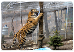 The tiger scratches bark on trees with the claws of its front paws: such scratches can be found two to two and a half metres above the ground and are indicative of the size of the animal that has left them