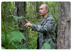 Как раз в те мгновения, когда тигр вырвался из ловушки, на тропе появляются Владимир Путин, Сергей Шойгу и группа ученых