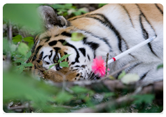 A few minutes after the injection of the tranquilliser the tigress falls asleep and is no longer a threat