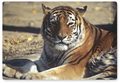 Главы правительств стран ареала обитания тигра приняли в Санкт-Петербурге декларацию по сохранению тигра