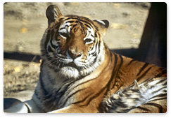 Утверждена глобальная программа по восстановлению численности тигра
