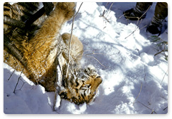 На границе Национального парка «Удэгейская легенда» найден погибшим один из тигрят-сирот (самка), возвращённых в природу в сентябре этого года