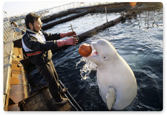 В бухте Средняя под Находкой открылся дельфинарий с десятью белухами, выловленными в Охотском море