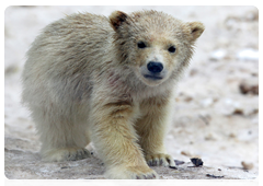 The polar bear, or the sea bear (Ursus maritimus) is a member of the bear family, Ursidae; the mammalian order Carnivora; the genus Ursus. The polar bear is the largest species of this genus