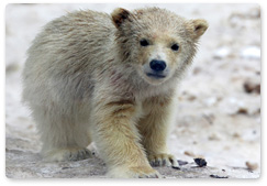 «Медвежий патруль» спас осиротевшего белого медвежонка