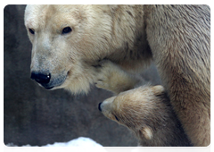 The polar bear can weigh as much as 800 kilogrammes. The average male polar bear weighs 400 to 450 kilogrammes and the average female polar bear weighs 350 to 380 kilogrammes