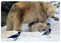 Polar bears are typically solitary animals and do not form social groups, although hierarchy may be established when they are forced to congregate. They are generally peaceful when they are together
