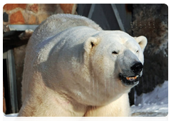 Polar bear experts with the International Union for the Conservation of Nature (IUCN) estimate that about 20,000 to 25,000 animals live in the Arctic today, but the animals’ numbers continue to decline