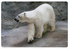 The ongoing decrease in the ice cover in the Arctic means the loss of the most suitable habitat for polar bears