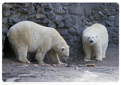Due to the specifics of drifting ice and the higher rate of retreating ice in the Russian part of the Arctic, polar bears there are more exposed to stress, various risks and the threat of a dramatic reduction in their numbers