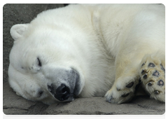 The polar bear was placed on the IUCN Red List of Threatened Species and the Russian Federation’s Red List of Threatened Species. In Russia, polar bear hunting is completely prohibited