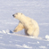 The polar bear was placed on the IUCN (International Union for the Conservation of Nature) Red List of Threatened Species and the Russian Red List of Threatened Species. Currently, polar bear hunting in Russia is completely prohibited, whereas in the United States, Canada and Greenland it is only restricted