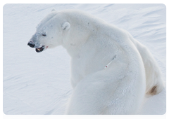 In 1774, British zoologist Konstantin Phipps was the first to describe the polar bear as a separate species