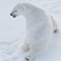 In 1774, British zoologist Konstantin Phipps was the first to describe the polar bear as a separate species