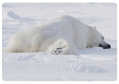 The indigenous population of the Arctic has been hunting these animals for as long as anyone can remember. However, as humans have become more active in the North, polar bear numbers have declined and polar bear hunting is now prohibited with few exceptions
