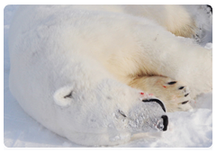 In 1973, Arctic countries signed the Agreement on the Conservation of Polar Bears and Their Habitat ; since being ratified and coming into effect in 1976, this agreement has served as an international legal foundation for protecting, researching and managing this species