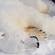 В 1973 году странами Арктического бассейна было заключено Соглашение о сохранении белых медведей, которое после его ратификации и вступления в силу в 1976 году стало международной правовой основой для охраны, изучения и использования вида