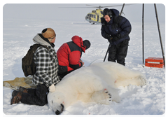 In October 2000, the Russian and U.S. governments signed the Agreement on the Conservation and Management of the Chukotka-Alaska Polar Bear Population