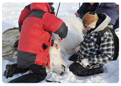 Photos taken during an expedition of scientists from the Institute of Ecology and Evolution, which was the first in Russia to start using satellite-linked transmitters for polar bear studies