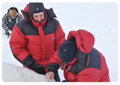 Photos taken during an expedition of scientists from the Institute of Ecology and Evolution, which was the first in Russia to start using satellite-linked transmitters for polar bear studies