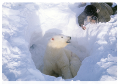 The World Wildlife Fund (WWF) puts the number of polar bears in the world at 20,000 to 25,000. However, already by 2050 the polar bear population may be diminished by two-thirds