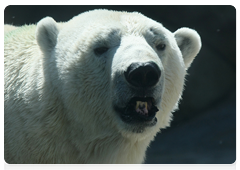 The Polar Bear Programme aims to study the polar bear habitat in the Russian Arctic