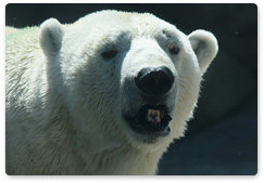 Специалисты обсудили проблемы сохранения белого медведя
