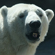 Основные цели программы «Белый медведь» – это изучение современного ареала белого медведя в Российской Арктике