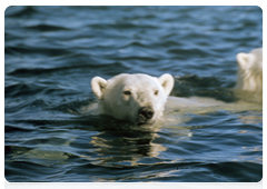 At present, the most serious threats that face polar bears are industrial development in the Arctic, such as shipping and oil drilling, habitat pollution and destruction, and poaching