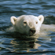 В настоящее время главными угрожающими факторами для белого медведя являются промышленное освоение Арктики, загрязнения и разрушение местообитаний, прямое уничтожение – браконьерство