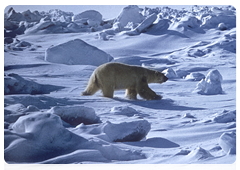 Researchers around the world usually place satellite-tracked collars on female polar bears as the shape of their heads and necks allows the animals to wear the collars for a long time