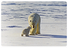 Aerial surveys and observations from helicopters also allowed the researchers to record the other animals inhabiting the area. All in all, the researchers counted 22 polar bears, including three females with cubs and a breeding pair