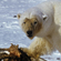 The researchers also tried out another method of catching the polar bears by using special traps with food inside (this method is likely to be widely used in the future in warmer seasons)